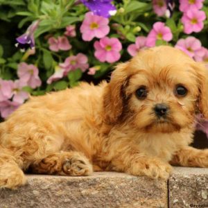 Lucy, Cavapoo Puppy