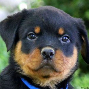 Lucy, Rottweiler Puppy