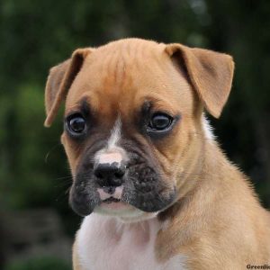 Lucy, Boxer Puppy