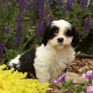 Lucy, Havanese Puppy