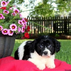 Lucy, Cavachon Puppy