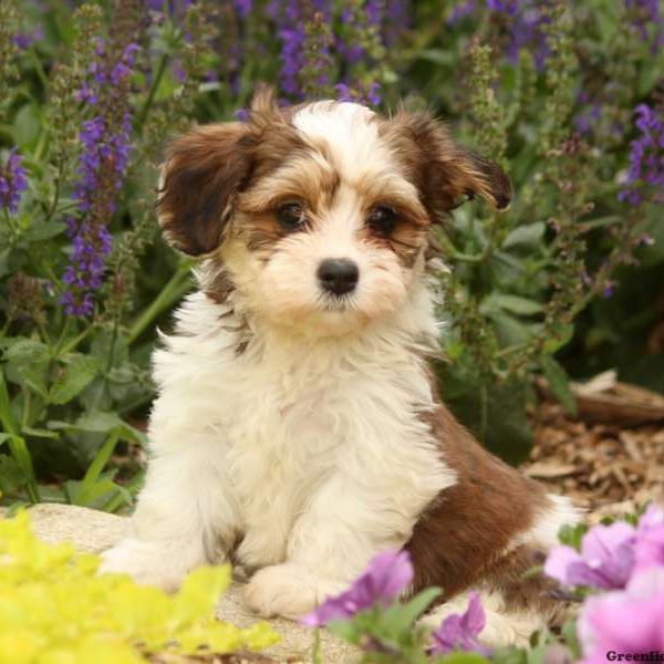 Lugy, Havanese Puppy