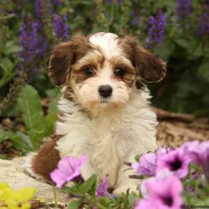 Lugy, Havanese Puppy