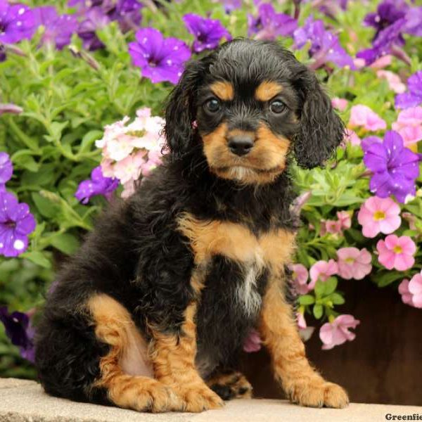 Luke, Cavapoo Puppy