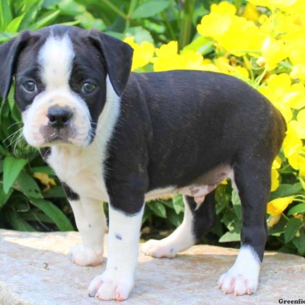 Luke, Boston Terrier Mix Puppy