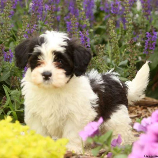 Luke, Havanese Puppy