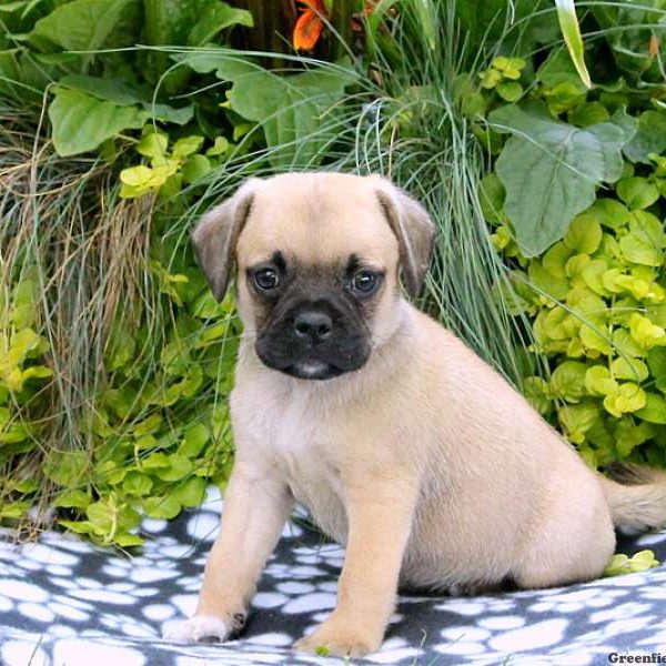 Luke, Puggle Puppy