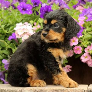 Luke, Cavapoo Puppy