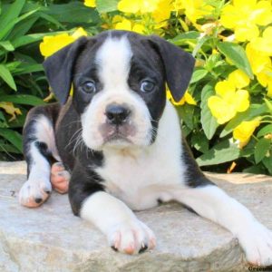 Luke, Boston Terrier Mix Puppy