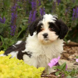 Luke, Havanese Puppy