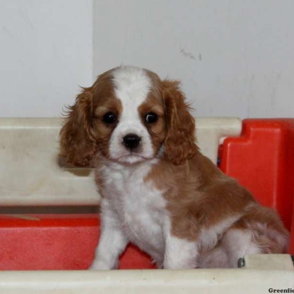 Lyle, Cavalier King Charles Spaniel Puppy