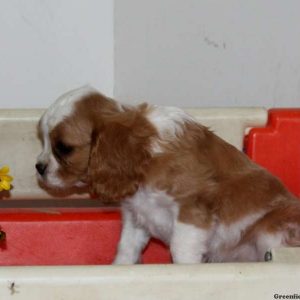 Lyle, Cavalier King Charles Spaniel Puppy