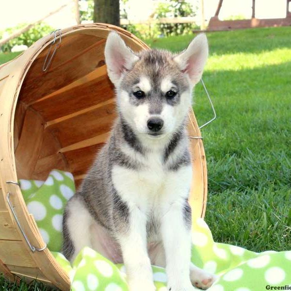 Macie, Siberian Husky Mix Puppy