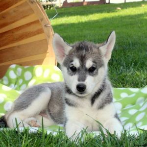 Macie, Siberian Husky Mix Puppy