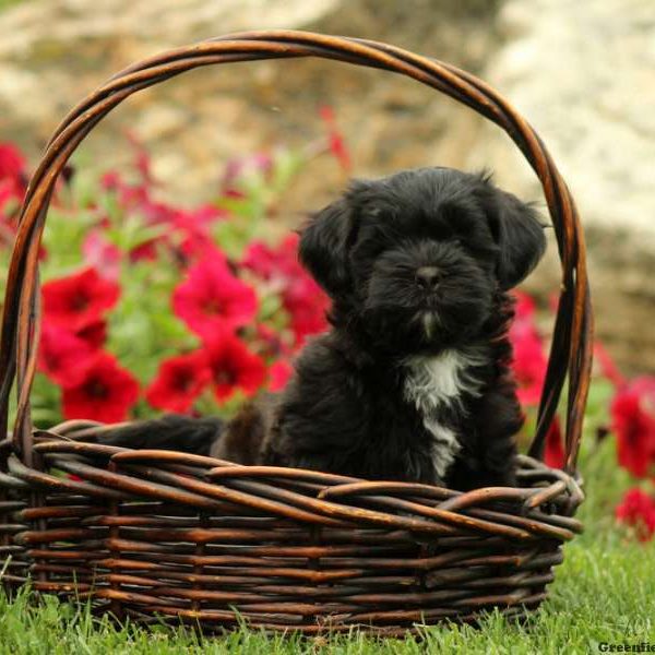 Mack, Shih-Poo Puppy