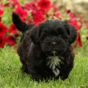 Mack, Shih-Poo Puppy