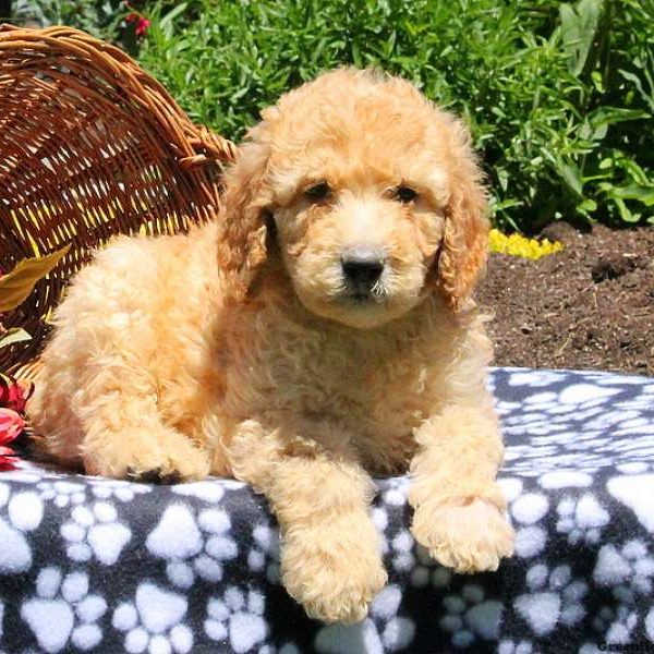 Maison, Bernedoodle Puppy