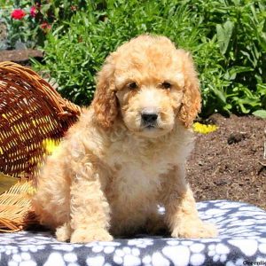 Maison, Bernedoodle Puppy