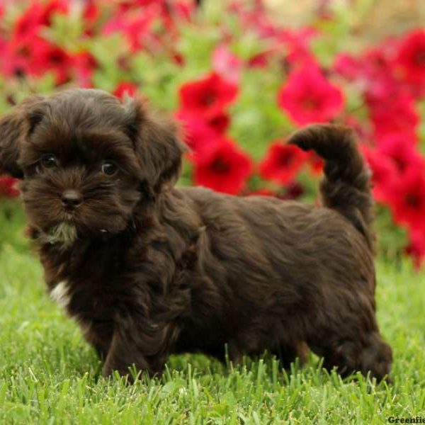 Maple, Shih-Poo Puppy