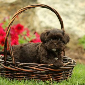 Maple, Shih-Poo Puppy