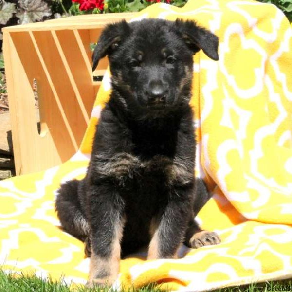 Maribel Sue, German Shepherd Puppy