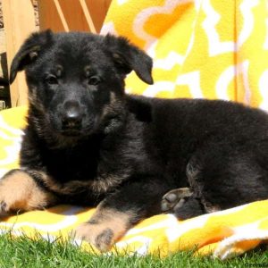 Maribel Sue, German Shepherd Puppy