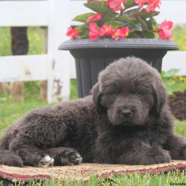 Marie, Newfoundland Puppy