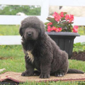 Marie, Newfoundland Puppy