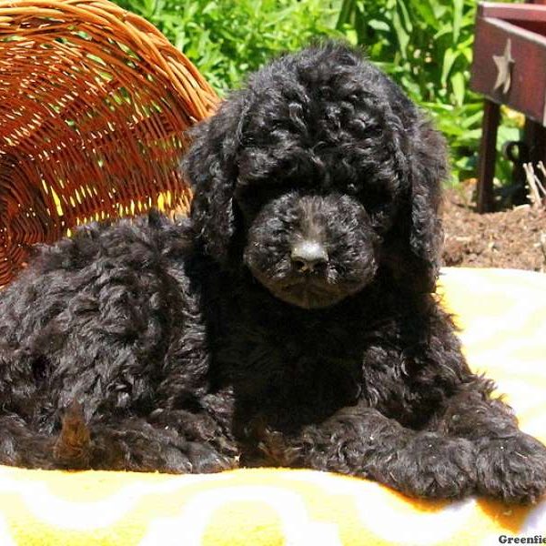 Mariella, Bernedoodle Puppy