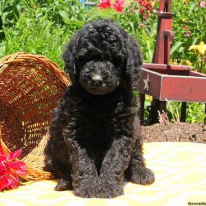 Mariella, Bernedoodle Puppy