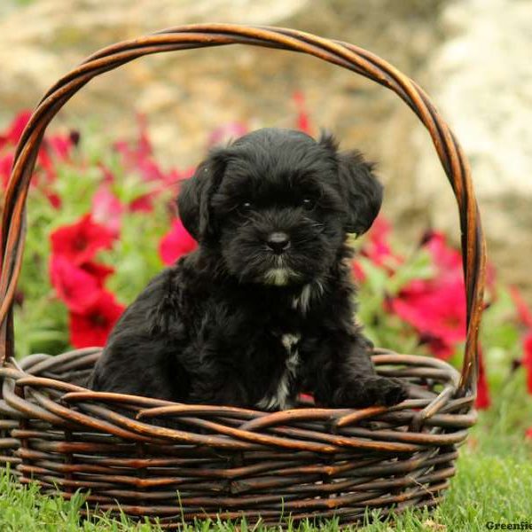 Marla, Shih-Poo Puppy