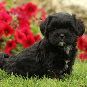 Marla, Shih-Poo Puppy