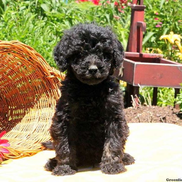 Marlo, Bernedoodle Puppy