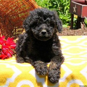 Marlo, Bernedoodle Puppy