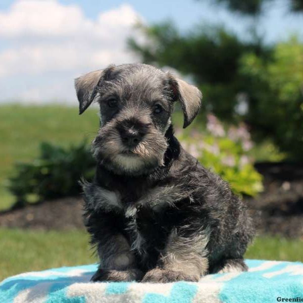 Marvin, Schnauzer – Miniature Puppy