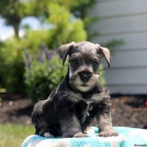 Marvin, Schnauzer – Miniature Puppy