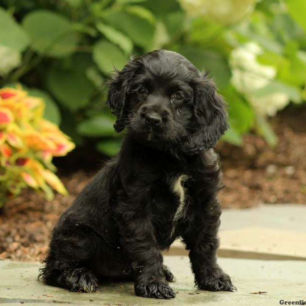 Mave, Cocker Spaniel Puppy