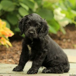 Mave, Cocker Spaniel Puppy