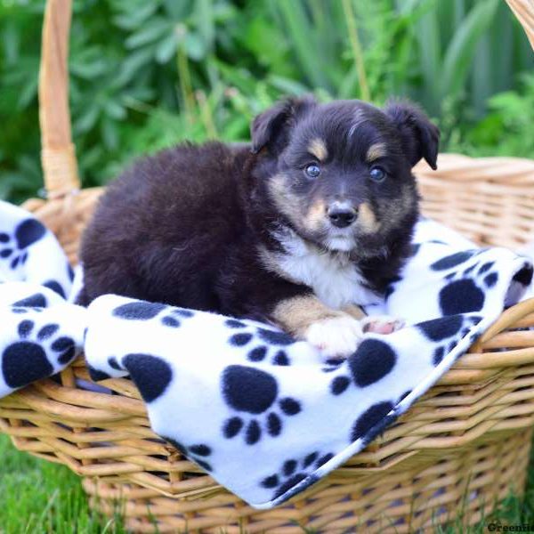 Max, Australian Shepherd-Miniature Puppy