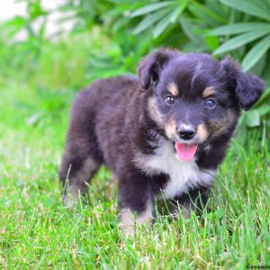 Max, Australian Shepherd-Miniature Puppy