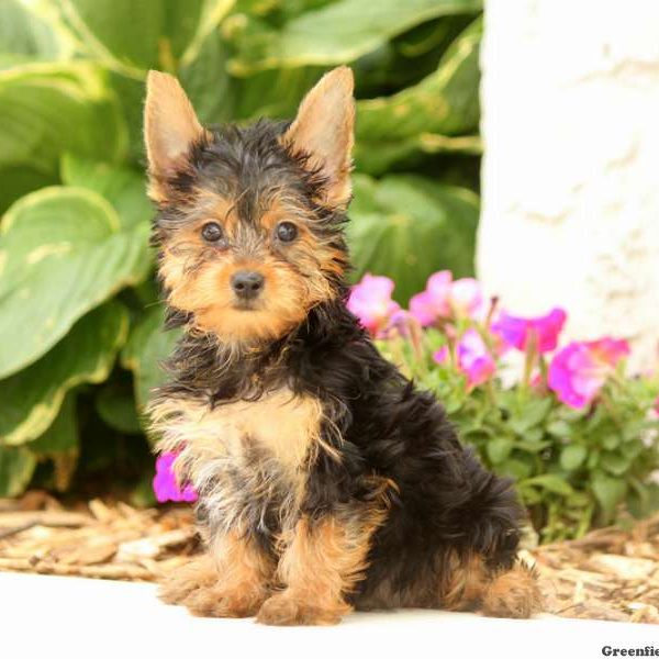 Maxwell, Yorkshire Terrier Puppy