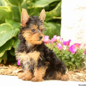 Maxwell, Yorkshire Terrier Puppy