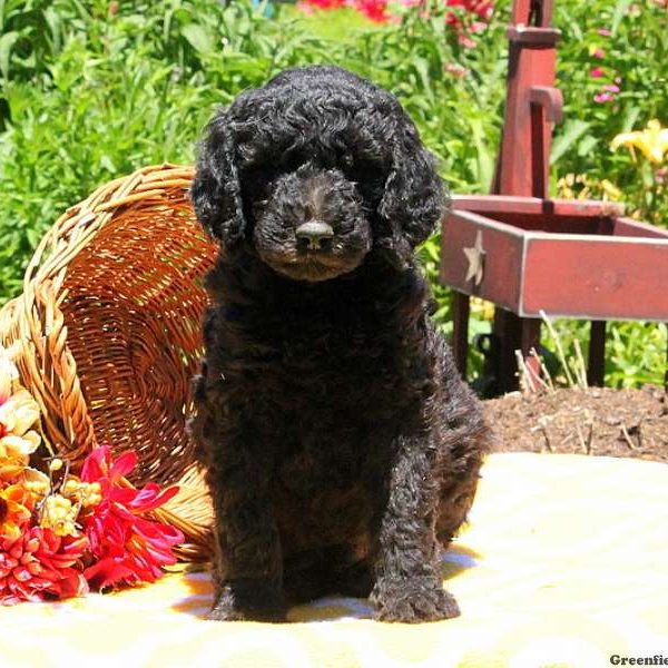 Mel, Bernedoodle Puppy