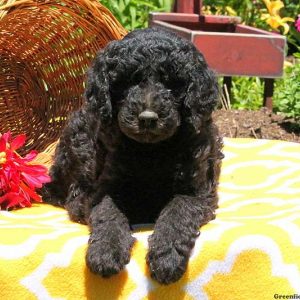 Mel, Bernedoodle Puppy