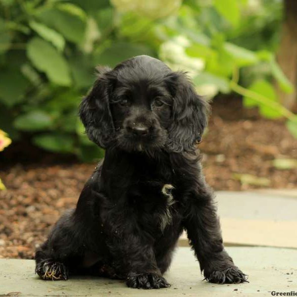 Melon, Cocker Spaniel Puppy