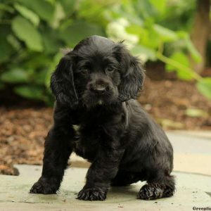 Melon, Cocker Spaniel Puppy