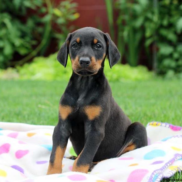 Memphis, Doberman Pinscher Puppy