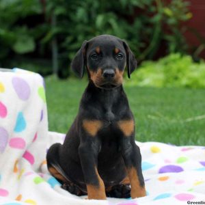 Memphis, Doberman Pinscher Puppy