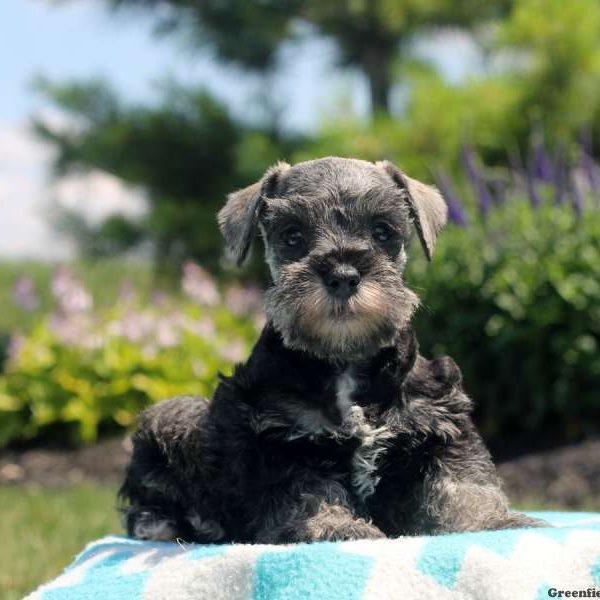 Mick, Schnauzer – Miniature Puppy