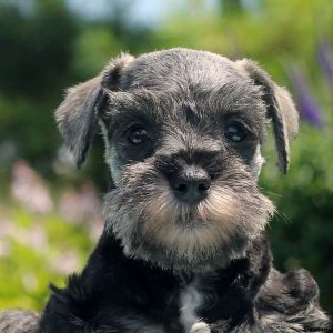 Mick, Schnauzer – Miniature Puppy